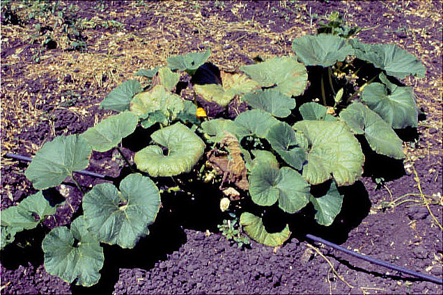 Symptoms of Beet pseudo-yellows virus on pumpkin