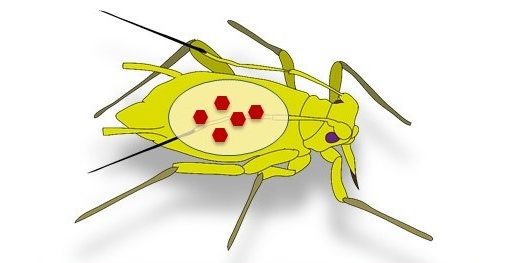 Graphic of aphid with red viroids inside the body cavity.
